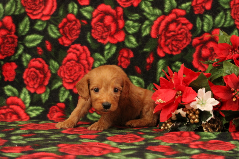 puppy, for, sale, Mini Goldendoodle F1, Matthew B. Stoltzfus, dog, breeder, Gap, PA, dog-breeder, puppy-for-sale, forsale, nearby, find, puppyfind, locator, puppylocator, aca